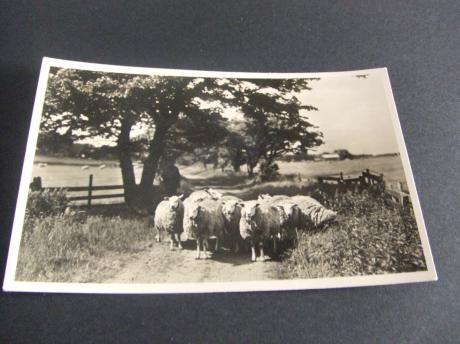 Texel Schapen in 't Laantje van Brakenstein